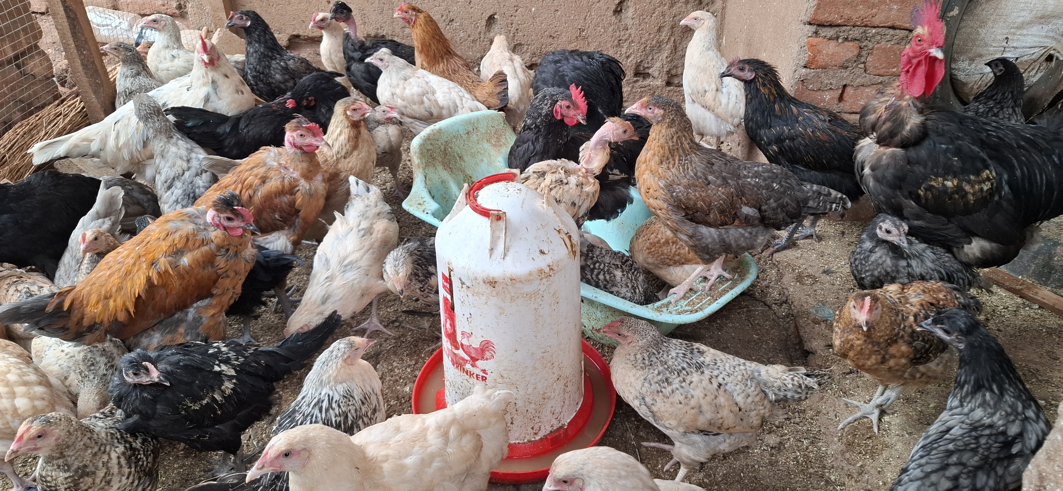 Agriculture & Food Systems